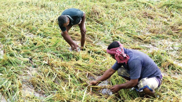 ময়মনসিংহের বন্যায় প্রভাব ফেলতে পারে দেশের খাদ্য নিরাপত্তায়